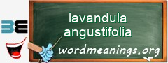 WordMeaning blackboard for lavandula angustifolia